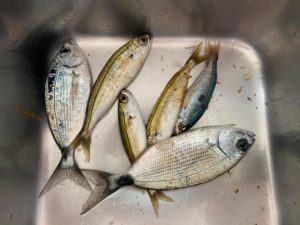 караси и сардины рыбалка улов