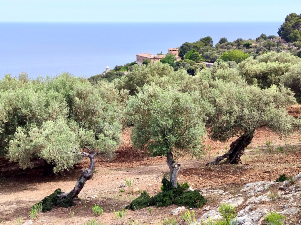 оливковая роща сон марроч