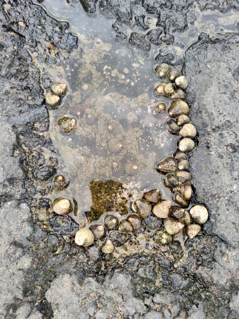 сбор моллюсков лансароте улитки